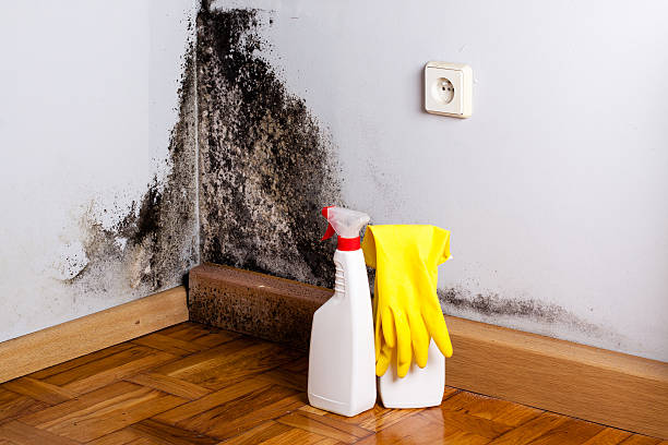 Professional Mold Removal in Semmes, AL